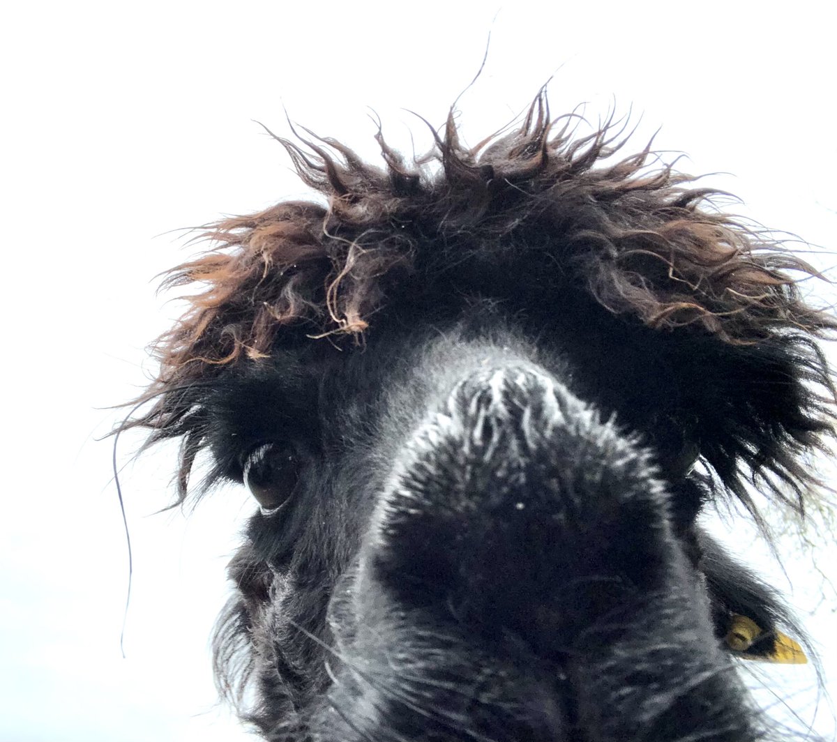 Alpaca pile in with their noses ~ a day late but the USA  #ElectionResults2020 are still a race to be won by a nose. Only question is who nose to win it. My thread of noses continues.