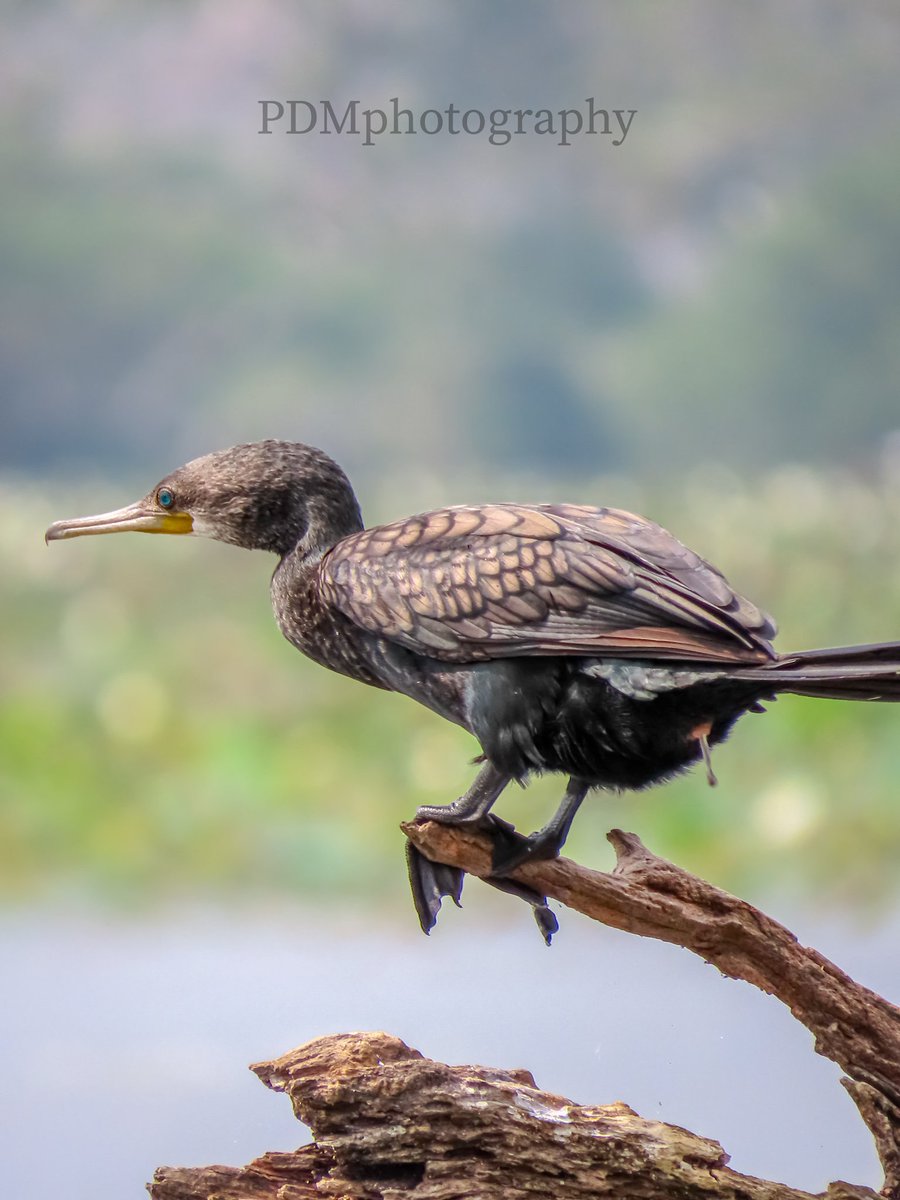 DevMukund8's tweet photo. பெரிய நீர்க்காகம் காலைக்கடன் முடிக்கும் போது !
Great cormorant
Srilanka NorthernProvince
vannery
#PDMphotography https://t.co/LeOmOfCNLV