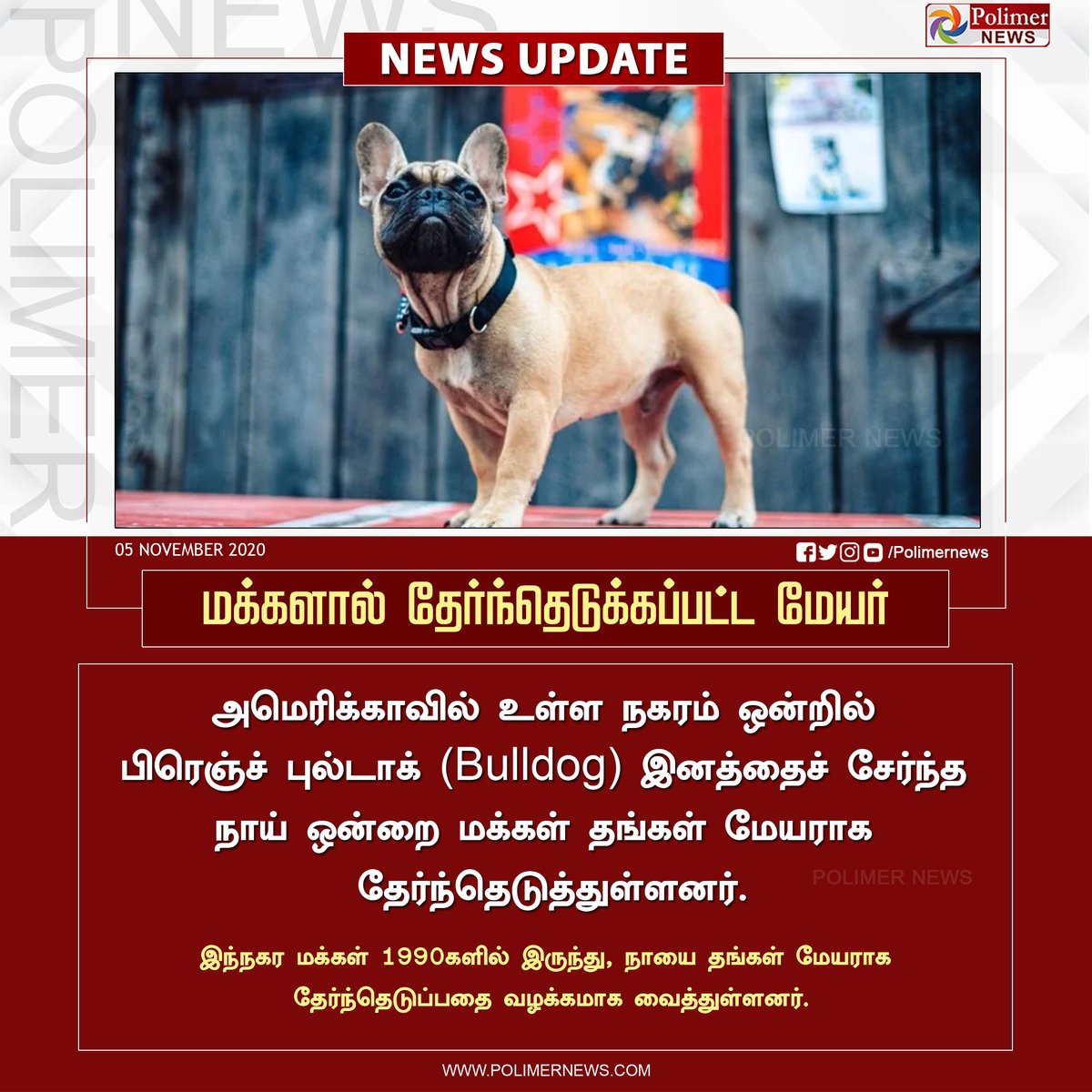 polimernews's tweet photo. #NEWSUPDATE மக்களால் தேர்ந்தெடுக்கப்பட்ட மேயர் #WilburBeast | #USA | #RabbitHush | https://t.co/jNrW6qrVKH https://t.co/Rtzq7GBI83