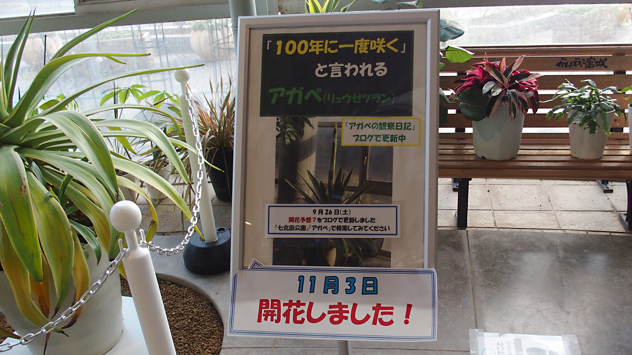𝓚𝓮𝓶𝓾 100年に一度咲く と言われる アガペ リュウゼツラン ベネズエラ の花が咲いたと言うので見て来た 泉区 七北田公園都市緑化ホール アガベ らん T Co 3dhlm9du8t Twitter