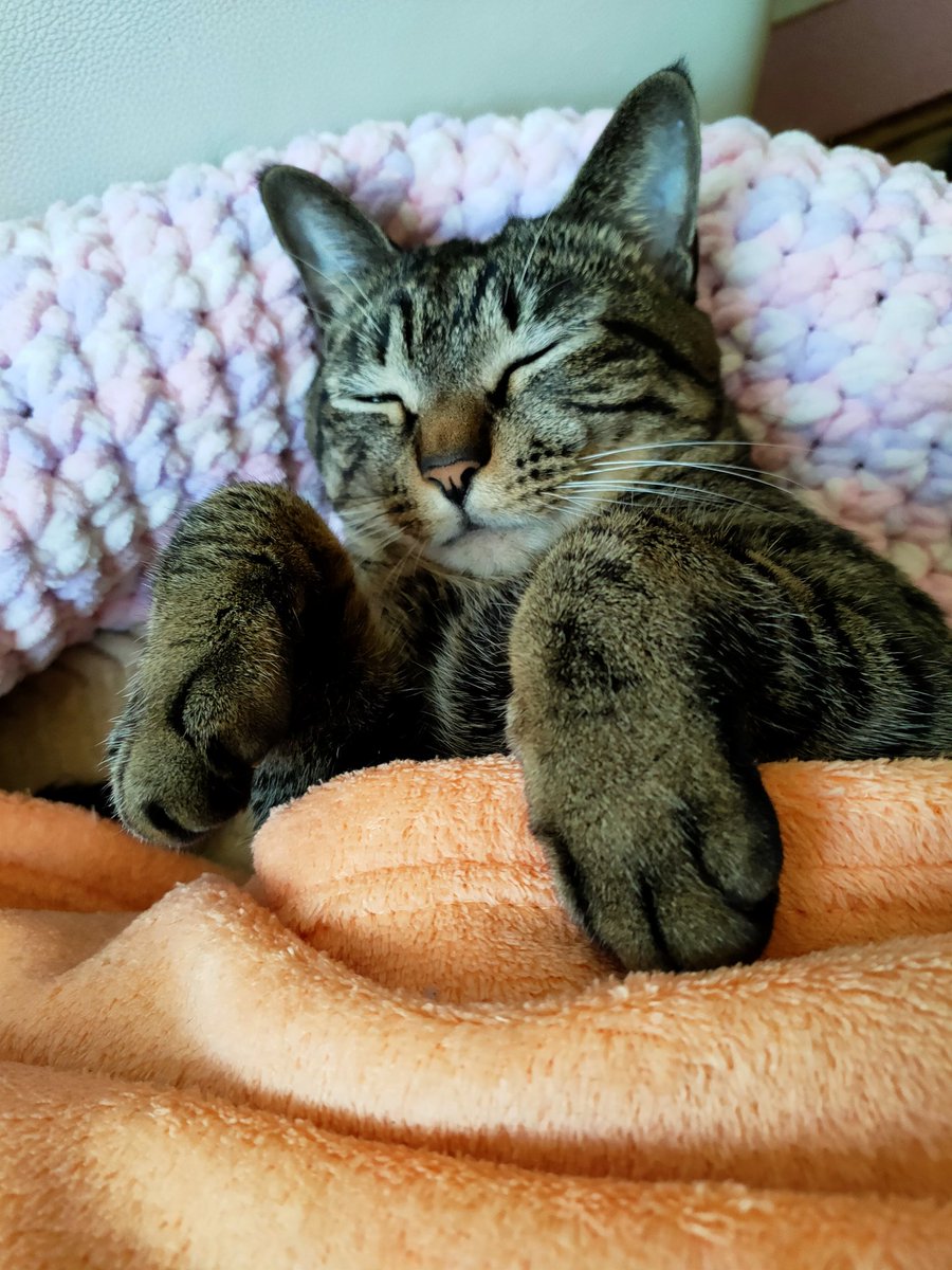 うめぼし にゃん 猫バカ 猫好き 動物好き 寝顔 可愛い たまらない 大きくなった 毎日よく寝る