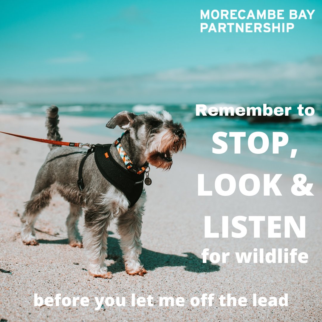 If you can’t detect any wildlife, you can access the shore. Only let your dog off the lead if you know it will come back when called. Stop look and listen to keep wildlife safe this winter! 5/5