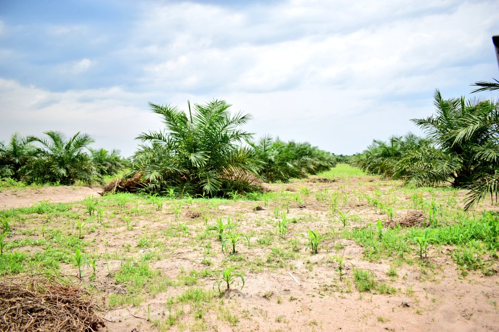 ADB_Burundi's tweet photo. #CIKAR est l'un des grands fabricants industriels d'huile de palme,huiles palmistes,des tourteaux palmistes et de savons artisanaux.L'entreprise a aussi un volet "plantation des palmiers à huile".Toutefois pour des raisons techniques, elle a momentanement susprndu ses activités. https://t.co/wmGz4WFYHB