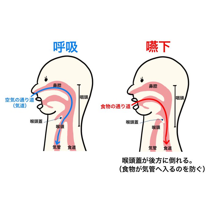 ゴロ 解剖生理イラストさん の最近のツイート 5 Whotwi グラフィカルtwitter分析
