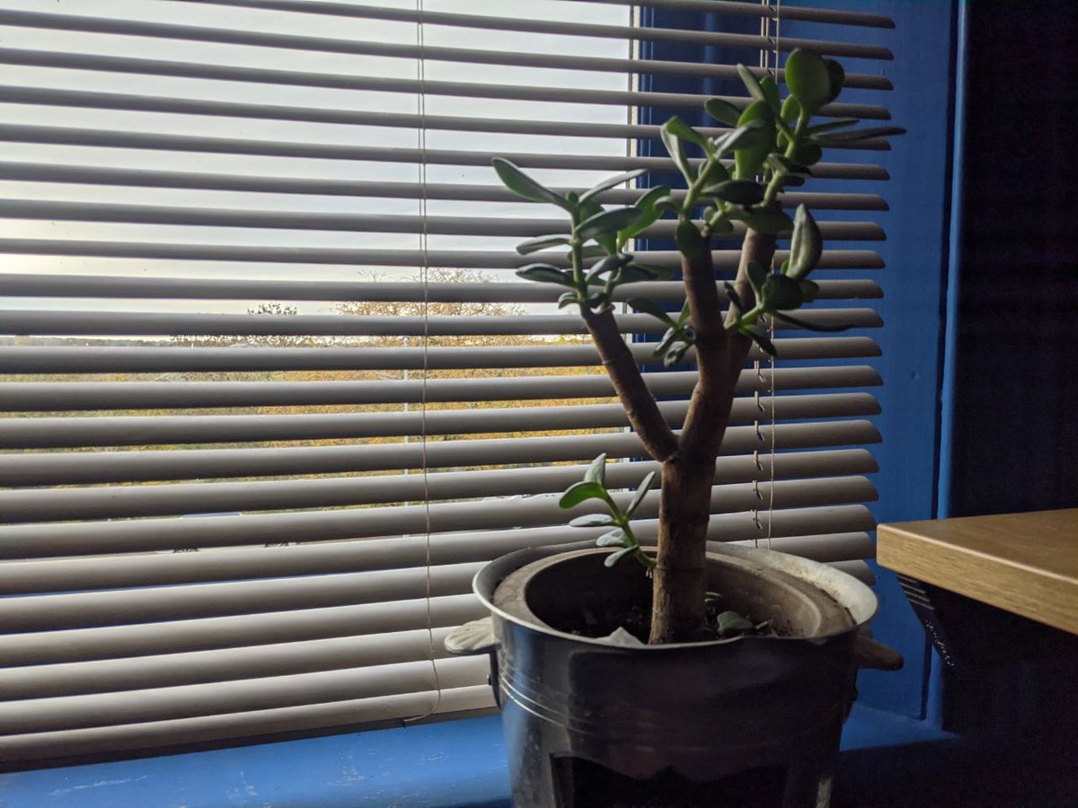 DavidArtley's tweet photo. Now entering lockdown-2, this is the progress of my lockdown office plant. 

Also, I have finally put the blinds up to help with the uneven Zoom lighting. https://t.co/Lbs2984yA5