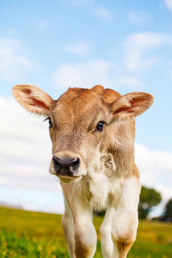 FarmManagerSA's tweet photo. CALF REARING MANAGER Tsitsikamma Area - EC:  Our client is looking for a candidate who is passionate about calf rearing with relevant experience to join their team.  #CalfRearing #DairyCows #DairyFarmManager #FarmingJobs https://t.co/ctJhNfvW2g https://t.co/GDJEqpSzLq