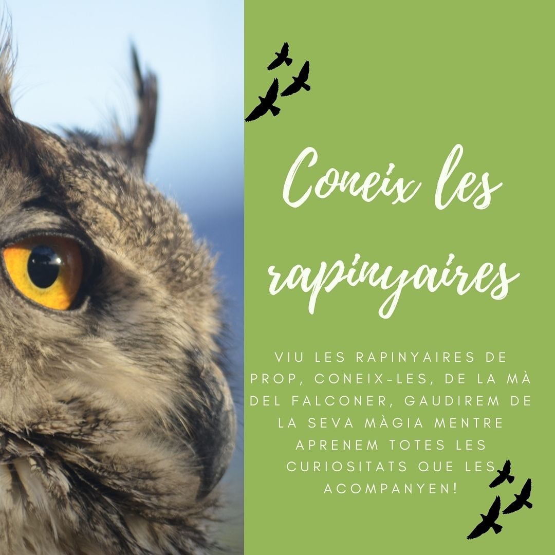 lesempremtes's tweet photo. Les activitats escolars segueixen! 
Si voleu que els rapinyaires vagin a l'escola, per conèixer-les de prop, i plegats descobrir tot el món que les envolta, contacteu amb nosaltres! #escoles #educacioambiental #activitatsescolars #curs20202021 #rapinyaires #falconeria #natura https://t.co/xqGIIeHB1F