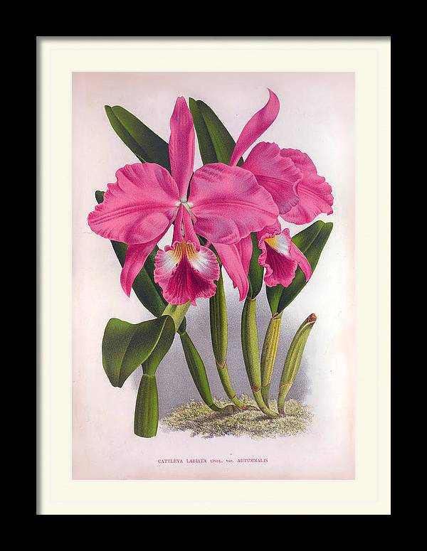So_My_Style's tweet photo. Check out this gorgeous new framed print from the Vintage Lindenia Orchids Collection...
https://t.co/FNJmNEfqQD! https://t.co/lLJwAphQGw
#orchidart #orchiddesign #vintageorchids #lindeniaorchids #floralart #flowerart #nature #vintagefineart https://t.co/65bLIPnLiW