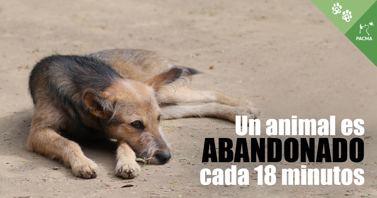 PartidoPACMA's tweet photo. ⏰ Cada 18 minutos se abandona a un animal en España.

¿Qué puedes hacer tú?

👉 Retuitea esto.

👉 Habla con tus conocidos sobre el gravísimo problema del abandono en España.

👉 Colabora como puedas (como parte del voluntariado, donando pienso...) con alguna protectora. https://t.co/rGy3aBNZUP