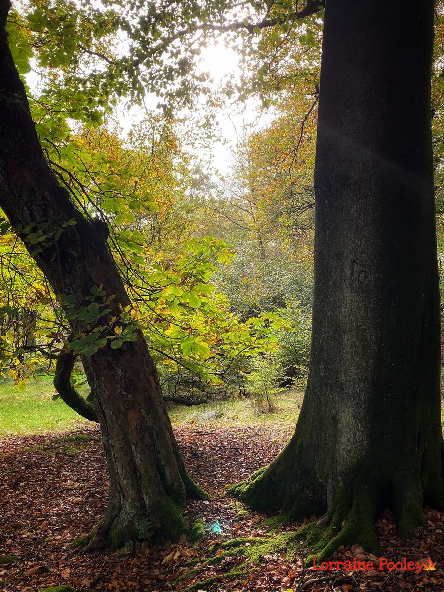 SaveOurSparrows's tweet photo. My Fav Window to #Nature this #Thursday
#BeSafe ๐ท #ThinkOfOthers
#AncientTrees #WindowToMySoul #peace https://t.co/oA1jVJfDt7
