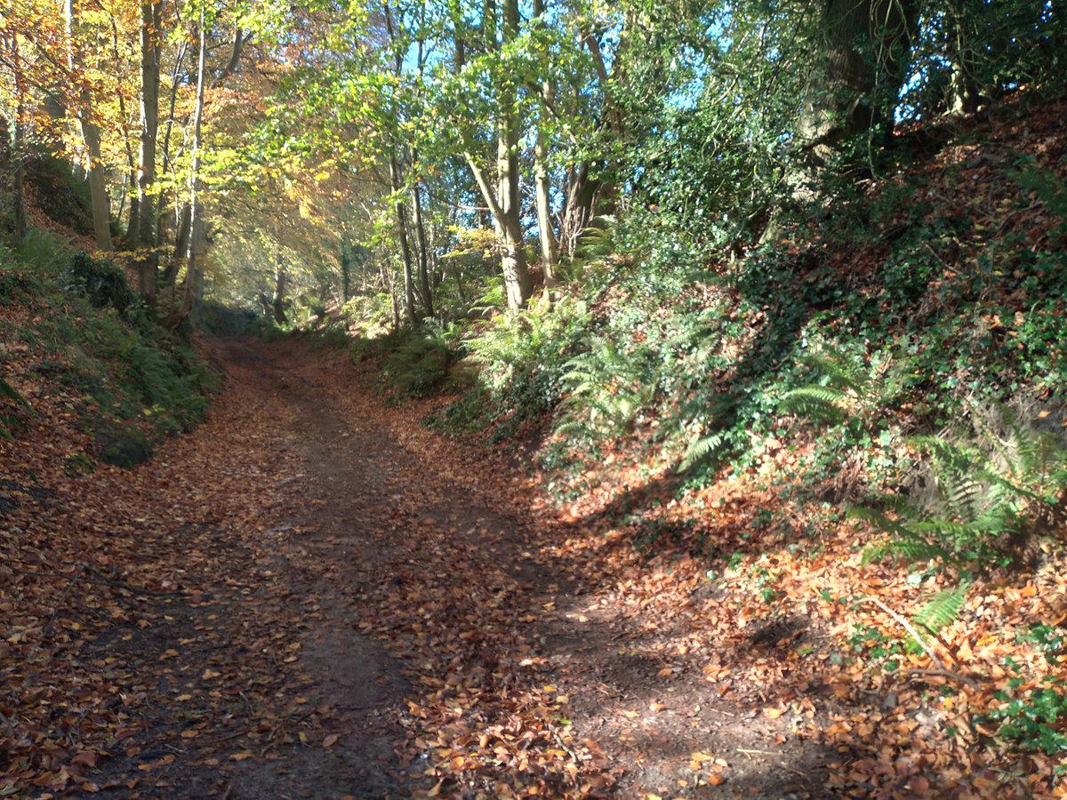 Lost in a forest. All alone (even outdoors, not even with one other person from another household while maintaining social distancing as per the coronavirus regulations).  #LockdownDay2  #Wiltshire