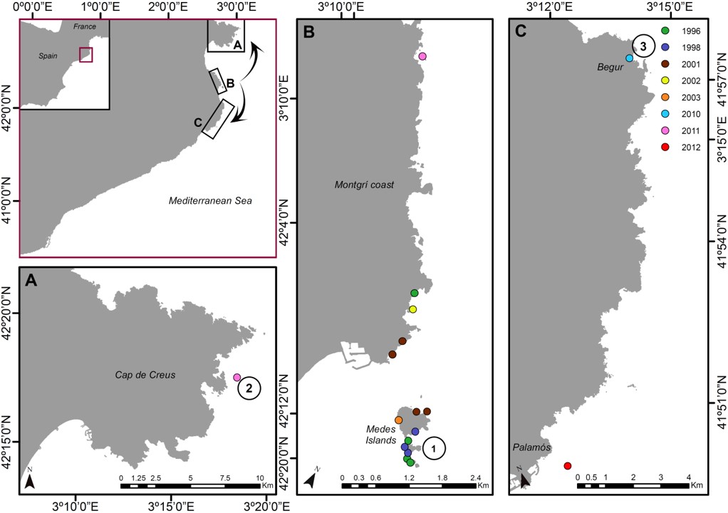 AlbaMedC's tweet photo. Very happy to see our last work in @SciRep! Many thanks to all the people involved in this multidisciplinary study about the expansion of the fucoid Treptacantha elegans along the Catalan coast⬇️

https://t.co/CQDB0TearI https://t.co/Lf4sxcIK5x