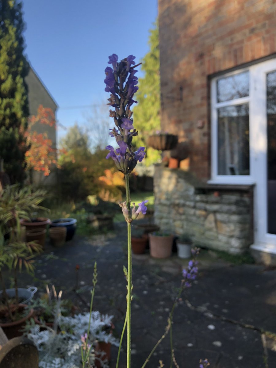 CathrynHage's tweet photo. Finding a bit of calm once again in nature #garden winter #veg #plants on order #bluesky #freshair @TheMontyDon #lavendar #faveflower https://t.co/VVUCvqnokY
