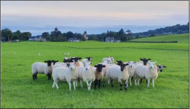 Take a look at this months farm newsletter 
westmorland-vets.co.uk/sites/westmorl…