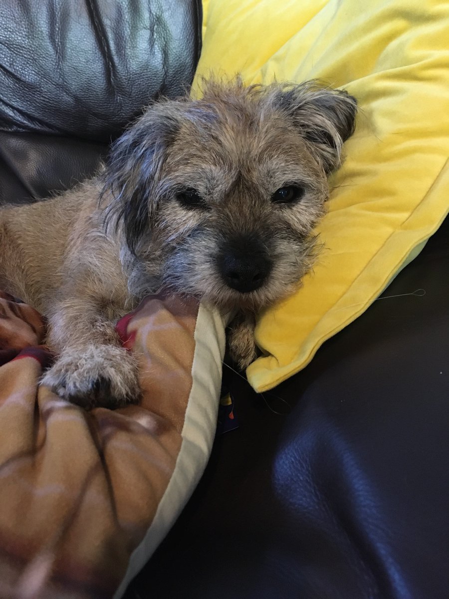 Lizzyborders's tweet photo. @PetsatHome #cosyvip https://t.co/bQRDjquOub