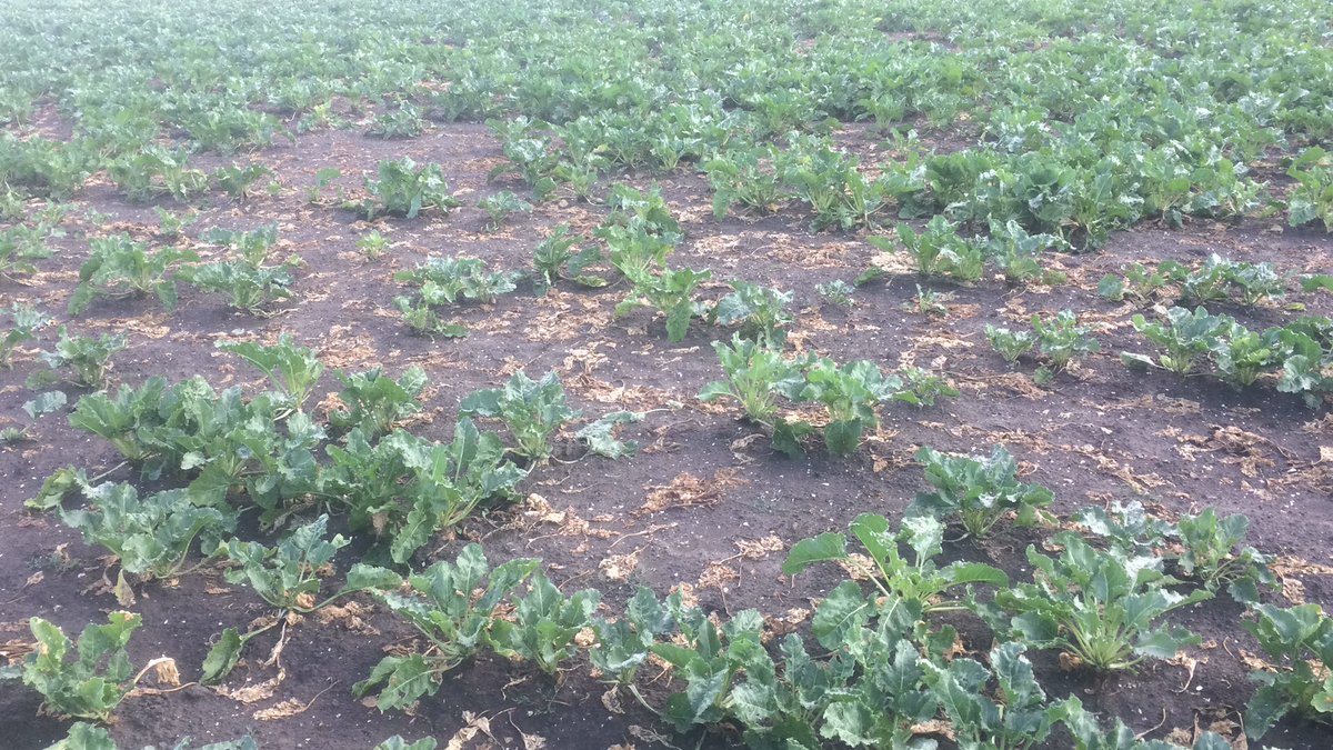 PSleutel's tweet photo. @IRS_Bram @johan_emmens @janmastwijk @HenkBrinkDr @lientje1967 Zoiets? Antwoord van bij12 was oa” hadden de jagers van de winter maar meer hazen moeten schieten, toen de jacht geopend was”. Tranen staan in je ogen van alle ambtenarij. #€300 kwijt en een ritje Utrecht om uitleg te geven. https://t.co/GTVNylhPhN