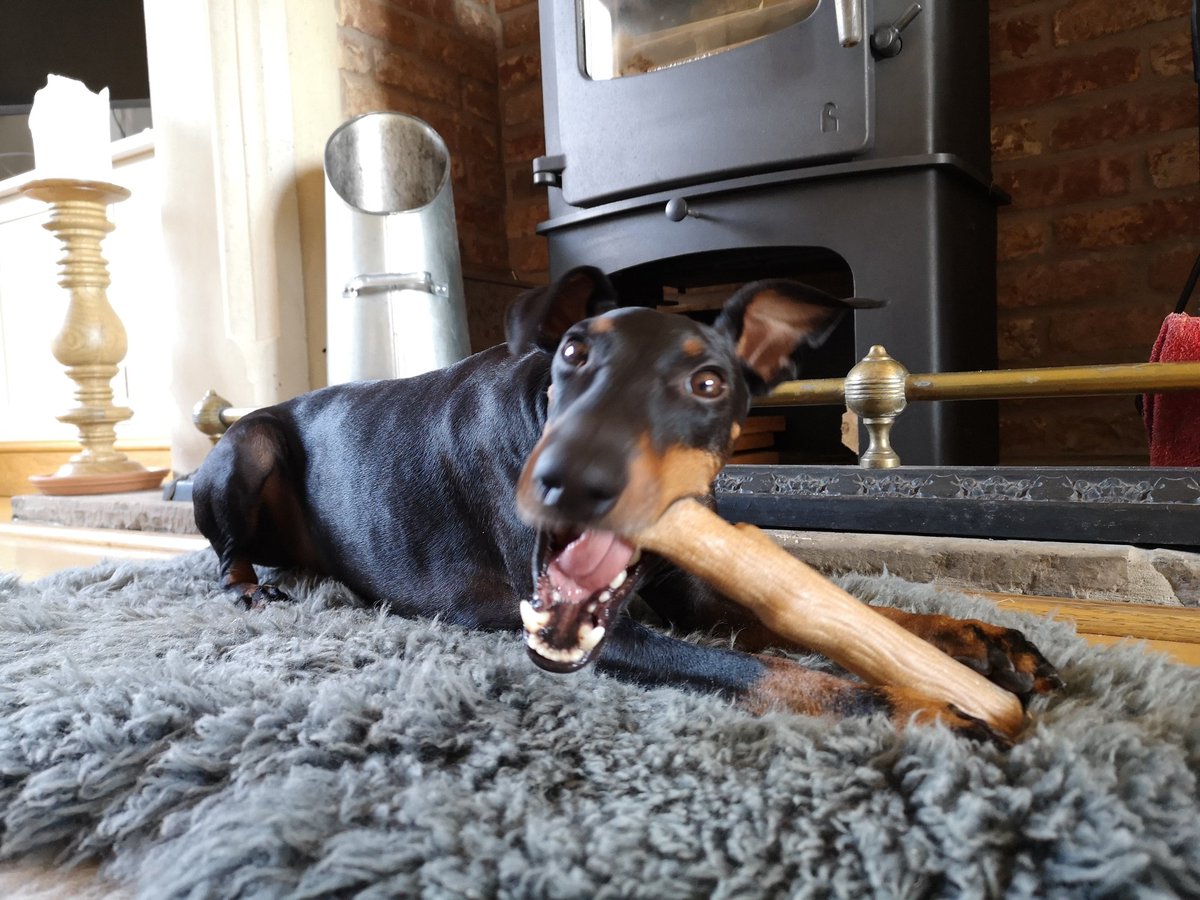 StreetwiseDogs's tweet photo. Thursday is the paefect day to clean those teeth 😁 nom nom nom https://t.co/QLYXaOC2Z2