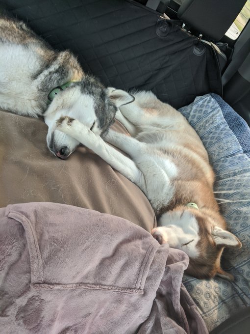 My loves enjoying the adventure https://t.co/GBfA1oJW21