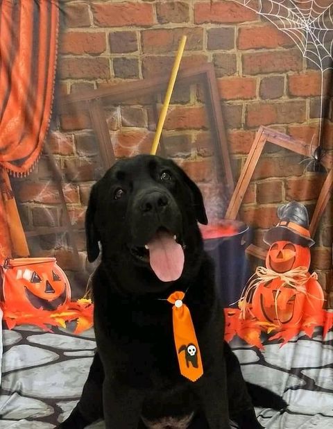 labportugal5's tweet photo. #Labrador #dogs #pets #ilovemydog #cao #dog #love #cachorrofofo #dogsoftwitter #dogfriends #dogsarelove #dogsarefamily #Cachorros #perros #lovedogs #Caes #labs #cutedogs #caesfofos #amocachorro #Portugal #labradorretriever #lovepets https://t.co/3HDaNFQhxS