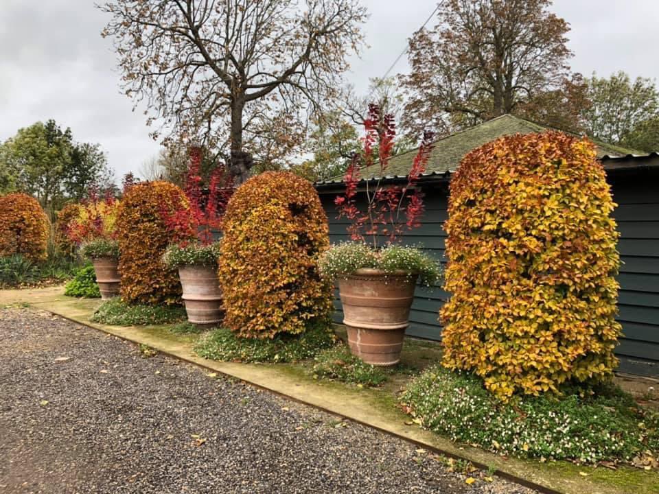 Crocus at Dorney Court tweet media