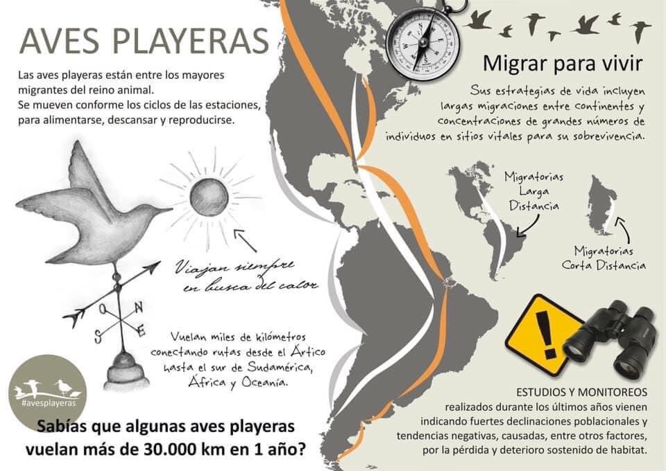 Aves Playeras tweet media