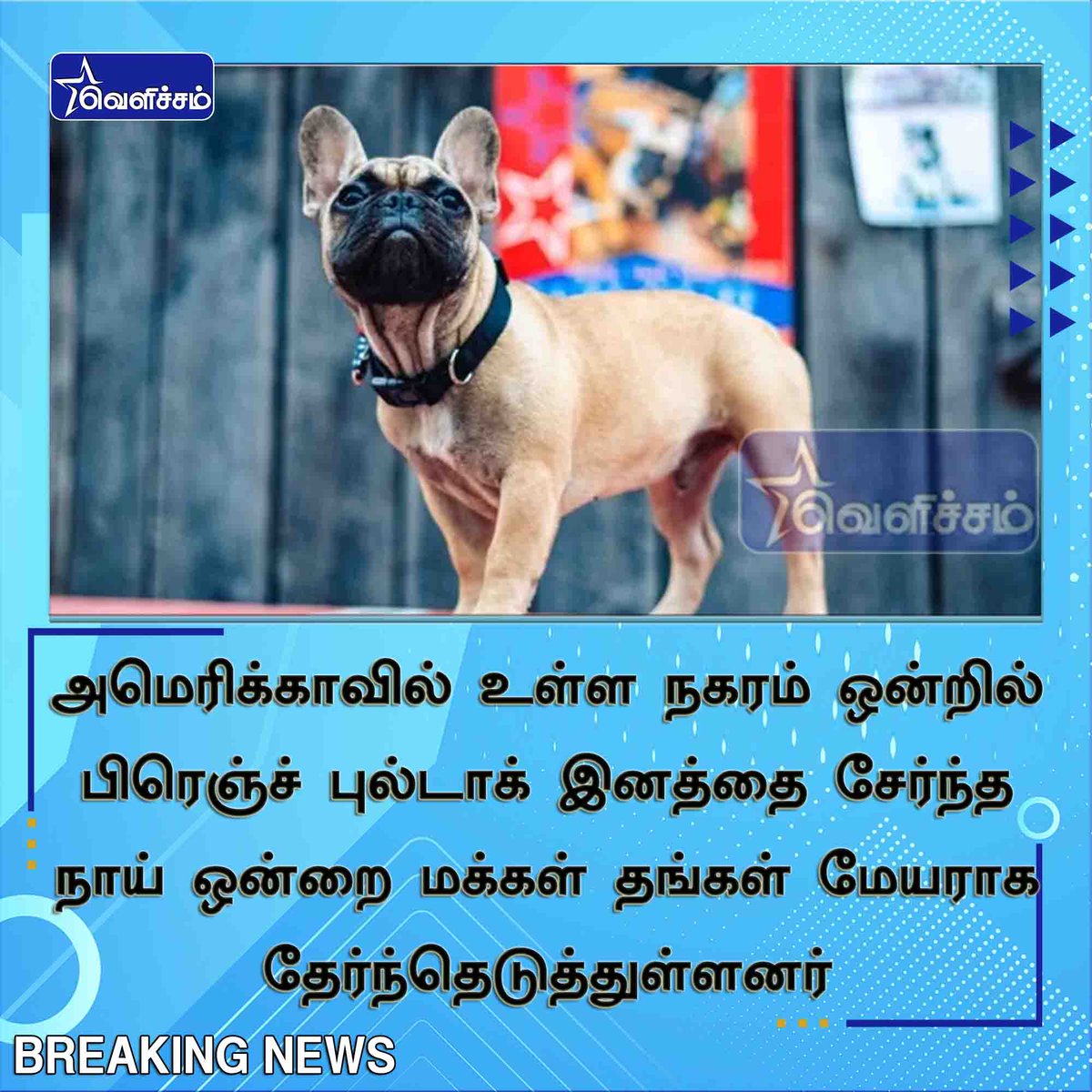 velichamtvtamil's tweet photo. #JUSTIN அமெரிக்காவில் உள்ள நகரம் ஒன்றில் பிரெஞ்ச் புல்டாக் இனத்தை சேர்ந்த நாய் ஒன்றை மக்கள் தங்கள் மேயராக தேர்ந்தெடுத்துள்ளனர்
இந்நகர மக்கள் 1990 முதல் நாயை தங்கள் மேயராக தேர்ந்தெடுப்பதை வழக்கமாக வைத்துள்ளனர்
#WilburBeast | #USA | #RabbitHush https://t.co/dhb94XBKgw