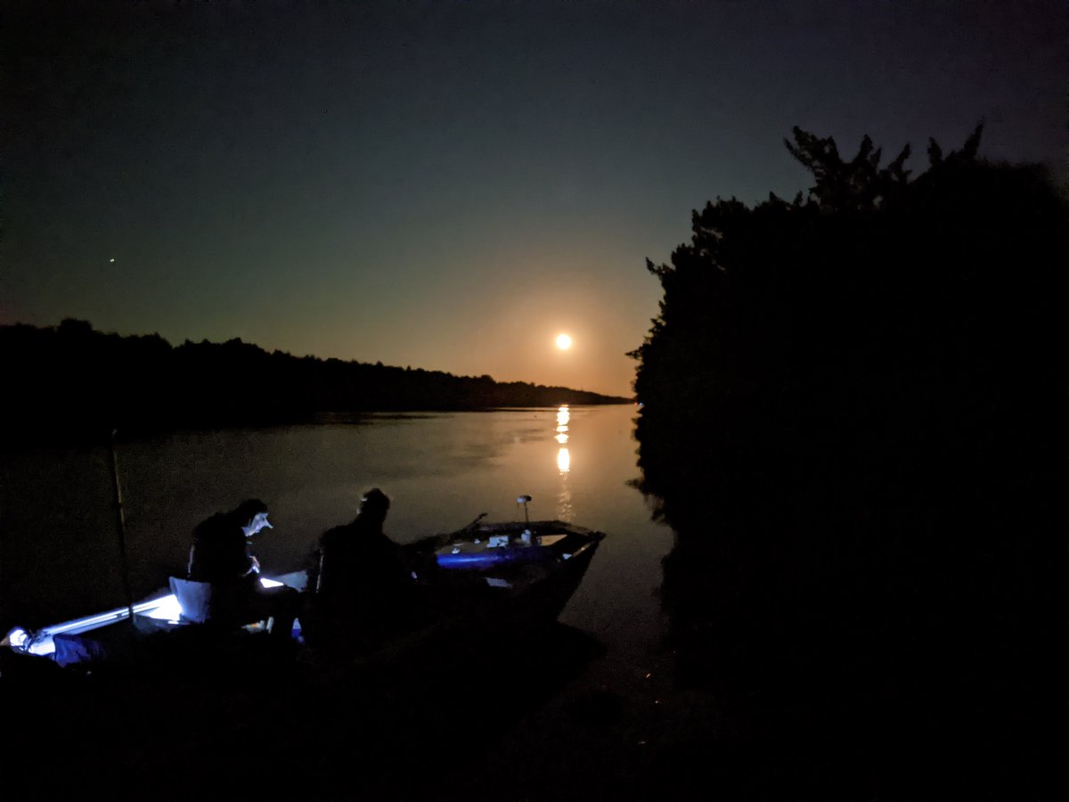 wetlandsolution's tweet photo. On Monday our team spent countless hours documenting  artesian spring flows during tide conditions in the Cross Florida Barge Canal. This is dedication for a data driven team that is passionate about a project! https://t.co/dJSL7X2dH3