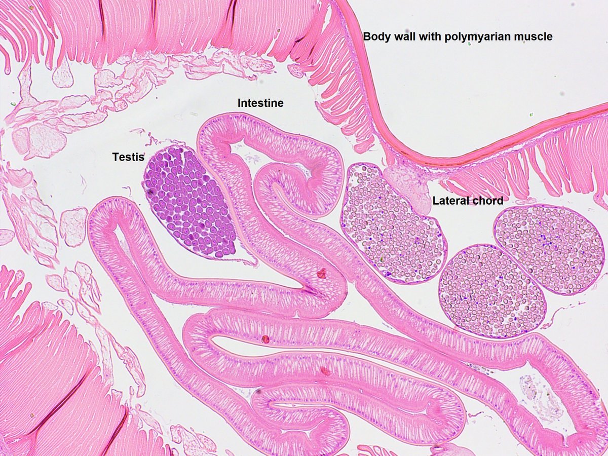 Martin Nielsen tweet media