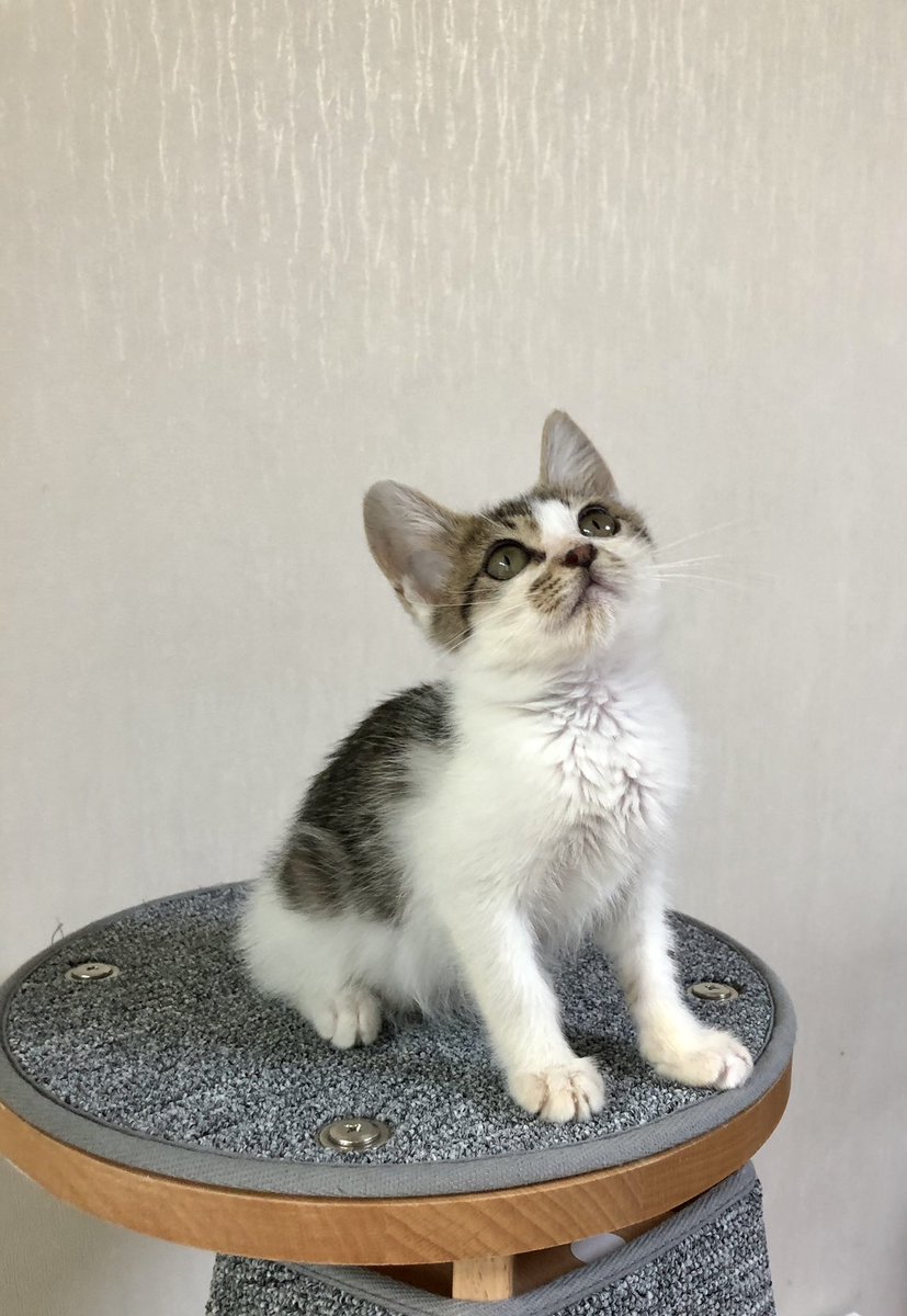 whitesugar_cat's tweet photo. 입양조건은 이러합니다. 방문인계로 진행되며, 자차로 전국 어디든 데려다드립니다! 설탕이는 첫째로도, 다정한 언니오빠 고양이들이 있는 둘째셋째로도 강추합니다. 입양문의는 DM해주세요~ https://t.co/kt0L49lMCs