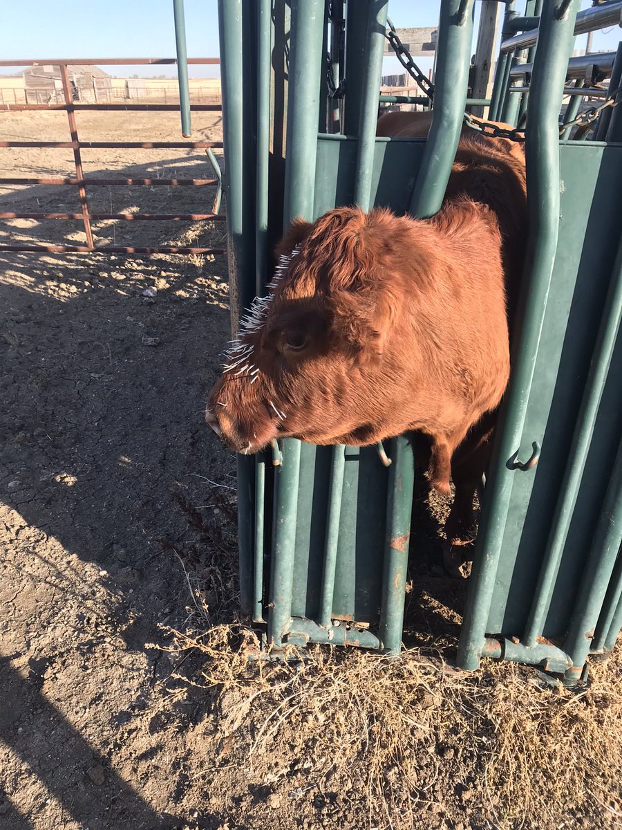GregOldhaver's tweet photo. 1 dead porcupine,8 cows with quills in face and feet,can’t declare a winner #notthebestday https://t.co/Pxr2uPCuAv