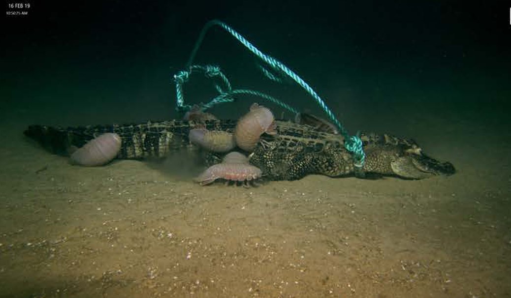 MarineLifeProj's tweet photo. Hay experimentos que no dejan indiferente a nadie y el llevado a cabo por el Louisiana Universities Marine Consortium es uno de estos. Ya que este experimento tiene al #caimán como protagonista y al descubrimiento de una nueva especie para la #ciencia como curiosidad👇👇👇
📸LSU https://t.co/YzsD3w1Uht