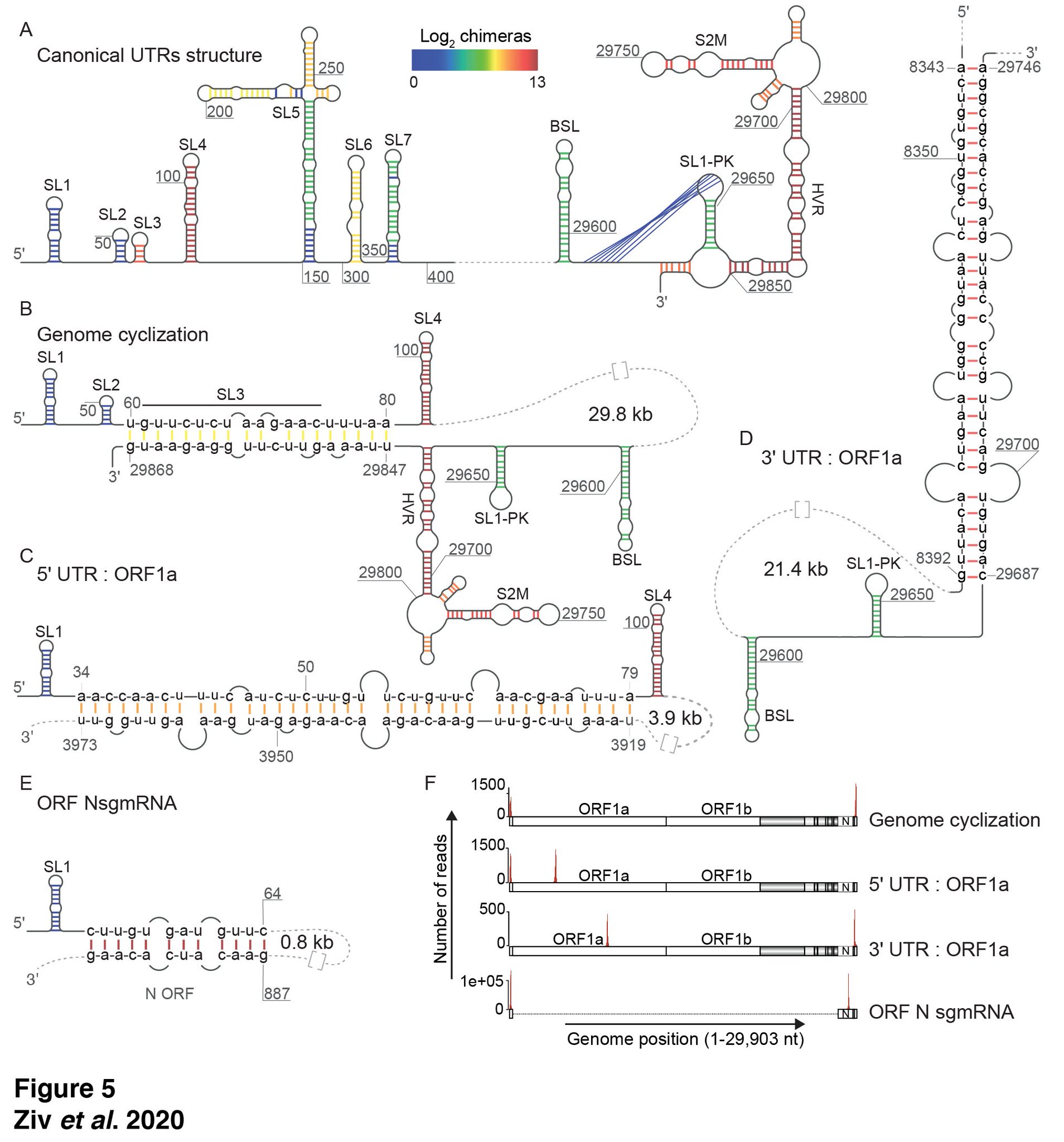 Omer Ziv The Sarscov2 Genome And Sub Genomes Alternate Between Different Topologies Including Long Range Base Pairing Spanning Tens Of Thousands Of Nucleotides 3 5 T Co 3yadsbn9tk T Co Fa9fwlodao