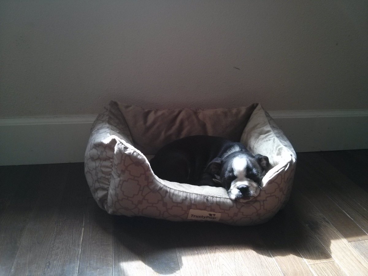 Puppy snoozle in the sun?