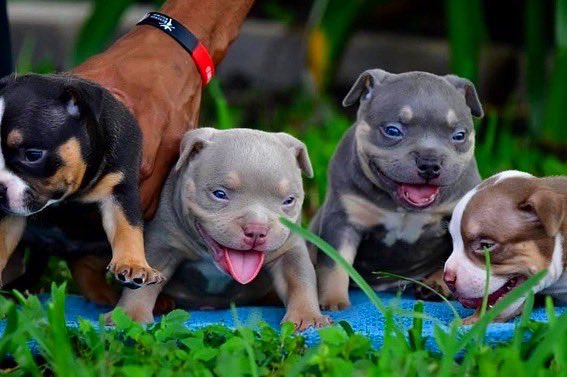 Venomline's tweet photo. Photos of the week #Venomline #VenomlineBullies
#Americanbully
#bullybreed
#louisvline
#louisvlinebullys
#Americanbullies
#pocketbully
#dogs
#ABKC
https://t.co/yu49hnblno https://t.co/spcUgEx2Sg