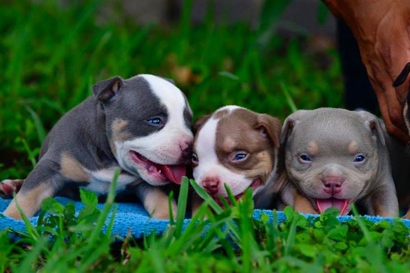 Venomline's tweet photo. Photos of the week #Venomline #VenomlineBullies
#Americanbully
#bullybreed
#louisvline
#louisvlinebullys
#Americanbullies
#pocketbully
#dogs
#ABKC
https://t.co/yu49hnblno https://t.co/spcUgEx2Sg