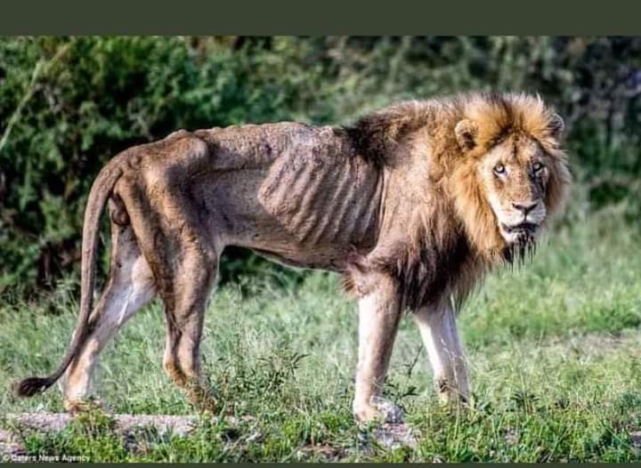 cdesetfree's tweet photo. Sekufunga kwenyu Shumba iri pamufananidzo iyo ndiyo Shumba Nyamuziwa here kana kuti Shumba mhazi kana kuti SHUMBA MURAMBWI?Ini ndinoona seShumba Murambwi ini. https://t.co/0MJLBUUDTj