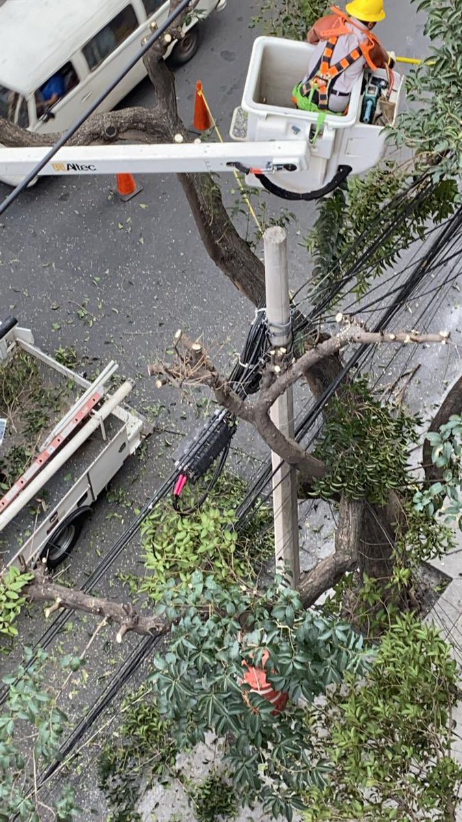 veropdla's tweet photo. @AlcCuauhtemocMx @RomaNorte3 @RomaCondsaQueja @SEDEMA_CDMX la @CFEmx poda arboles en Colima entre Monterrey y Medellín. Nos están dejando sin árboles ☹️. ¿Por que no mejor reordenan sus cables? https://t.co/KwWa0wJcsy