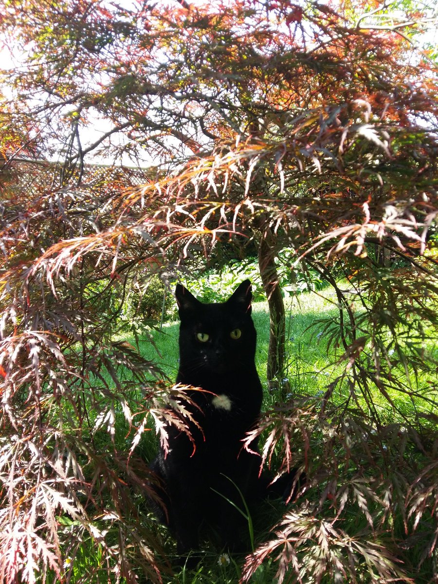 The_Tardis_Toms tweet media