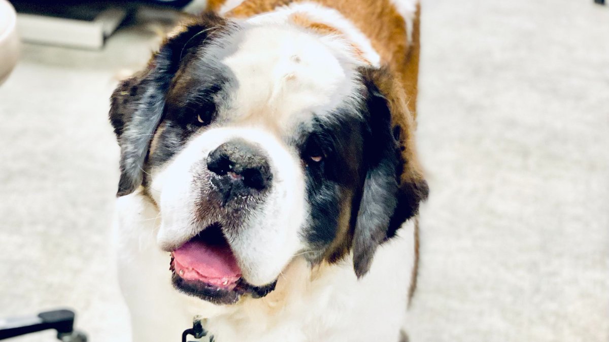 MedDistVetIL's tweet photo. Luka had a weigh-in for his dental with Dr. Sullivan -- 152 lbs of sweetness! π
#MedicalDistrictVetClinic #ChicagoVets #VetLife https://t.co/7EHC5lyWsq