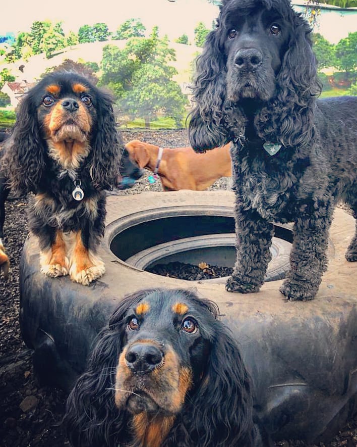 RosieDogDaycare's tweet photo. Lockdown 2.0 with this lot won't be so bad πΆβ€πΎ
#rosiesplace #dogdaycare #dogwalking #petservices #gosforth #newcastle #dogs #lockdown #lockdownpups #happypooches #smiles #playtime #daycarefun #daycarelife #dogwalkers #welovedogs #staysafe #weareallinthistogether https://t.co/VFuOuyJvm6