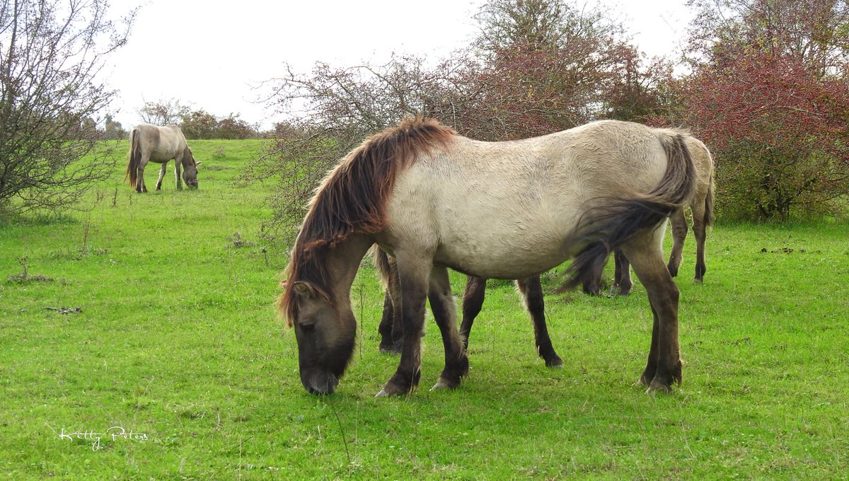 Kittydabunik's tweet photo. #grotegrazers #konik #konikpaarden #hengsten ien #gendt https://t.co/ZBqGDLRq4w