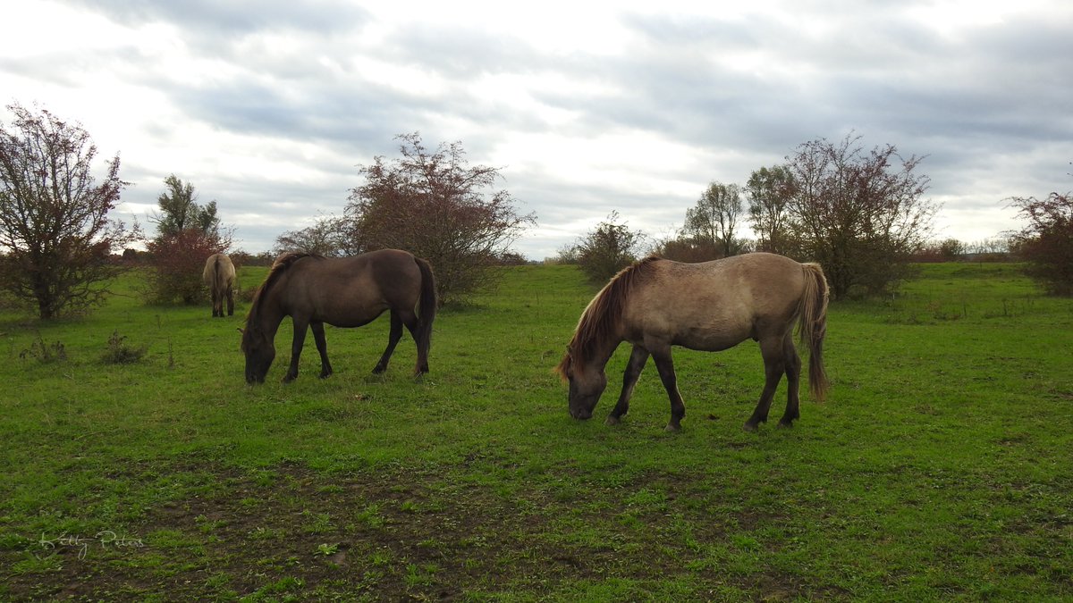 Kittydabunik's tweet photo. #grotegrazers #konik #konikpaarden #hengsten ien #gendt https://t.co/ZBqGDLRq4w