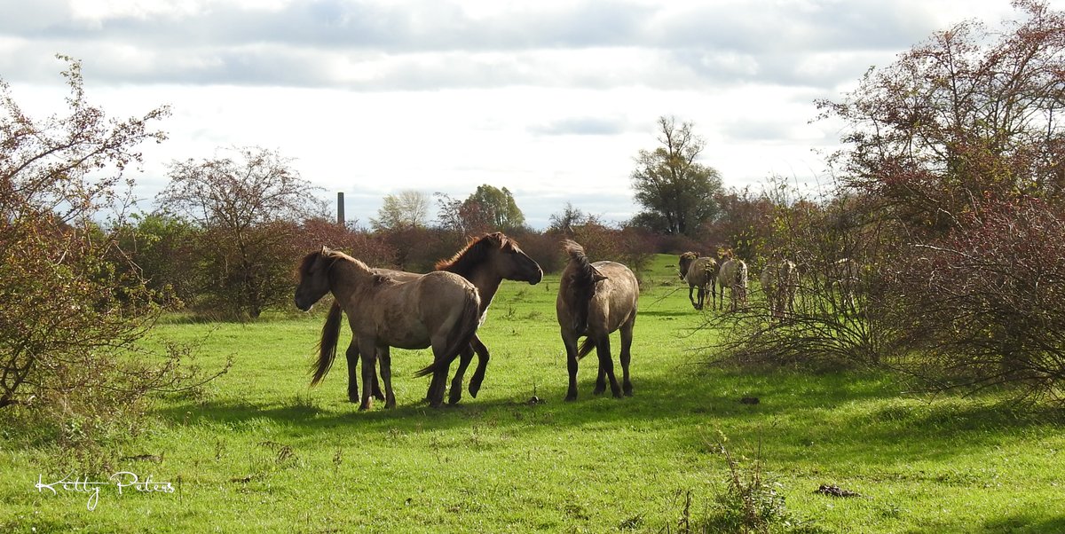 Kittydabunik's tweet photo. #grotegrazers #konik #konikpaarden #hengsten ien #gendt https://t.co/ZBqGDLRq4w