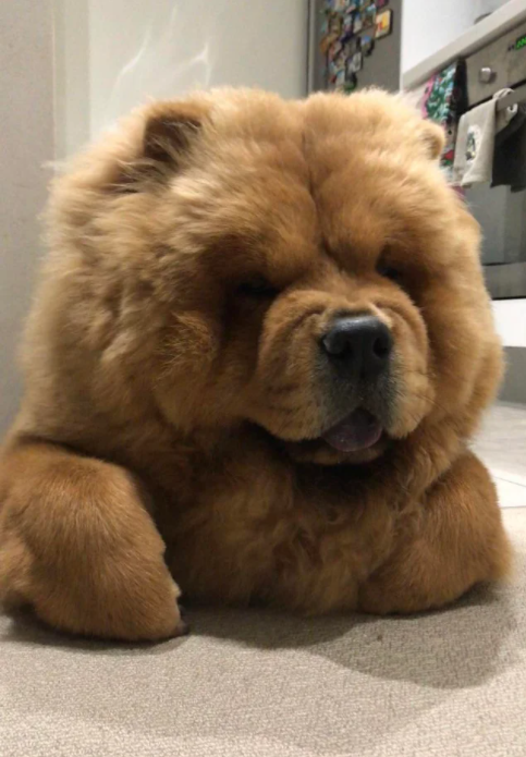 jeffrush's tweet photo. #SuperFloof https://t.co/7jWrOd9h7c