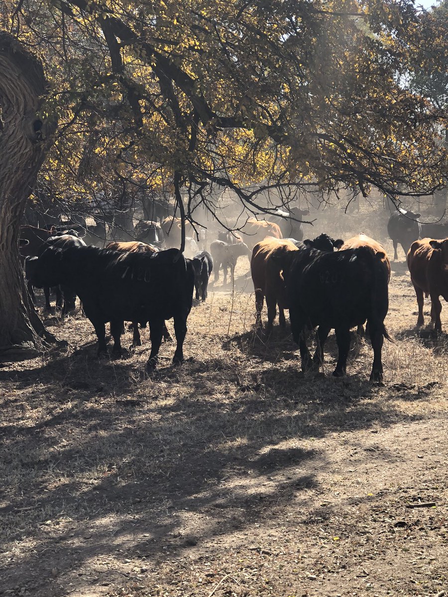 SiekerSales's tweet photo. Boys are back in town.  Time to go to work boys!  #fallcows https://t.co/KgRKRveYMa