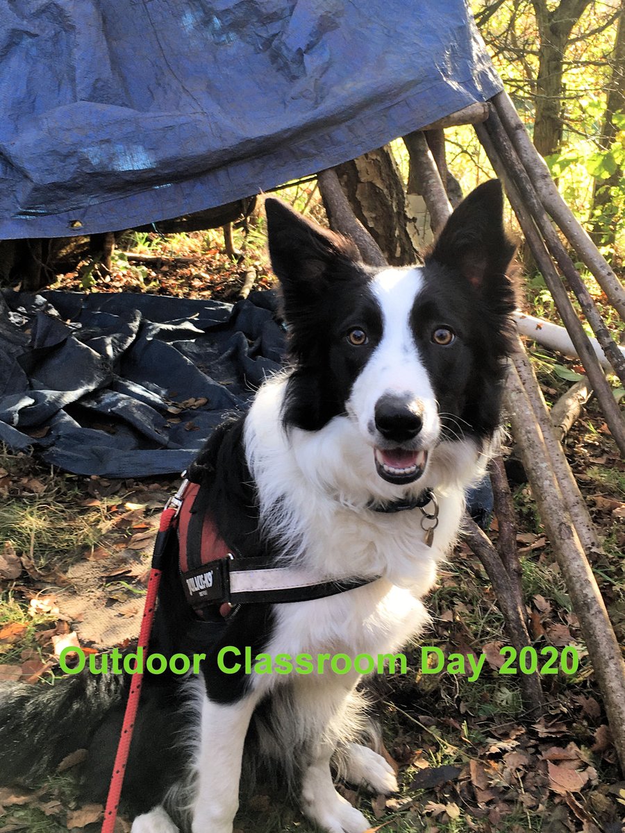BlueCoatPrimary's tweet photo. Outdoor Learning at Blue Coat today.  #OutdoorClassroomDay #SchoolDog # https://t.co/5ZHcGvYG6k