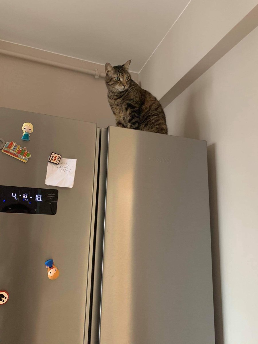 denizariktekin's tweet photo. POMA kızım sabah kaçtı, sonra da muhtemelen apartman kapısı açıkken de dışarı, tasması yok zira koparıyo küçük kaplan. Arka sağ patik karamel. Apartman içi, çevre sokaklar vb hiç bir yerde yok deliricem. Suadiye/Şaşkınbakkal İclal Karabekir sk.’da kayboldu 😔 https://t.co/npOEBAx4EW