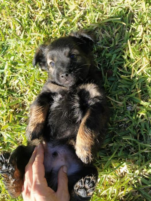 ArcadeNoeSevill's tweet photo. Los primeros minutos de vida de Miguel y Cristobal (2 meses) fueron muy duros ya que su madre los gestó en la calle huyendo de los peligros. Son graciosos y sociables, de pequeño tamaño. Esperamos que encuentren una familia. Contacto:

☎️633685244
📩Estrellaarcadenoe@yahoo.es https://t.co/bCnhJnHk9F