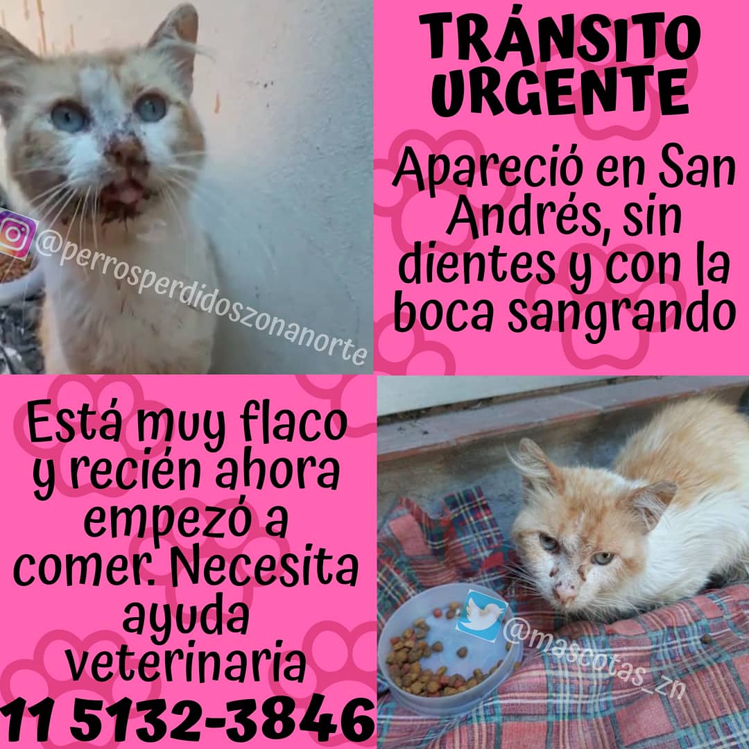 ⚠️ TRÁNSITO URGENTE⚠️
Apareció el 04/11/20 en San Andrés, no tiene dientes, está flaco y le sangraba la boca.
Le dieron antibióticos y ahora empezó a comer.
Es muy sociables pero dónde está ahora no pueden hacerse cargo de los gastos.
Cualquier cosa comunícate al 11 5132-3846.