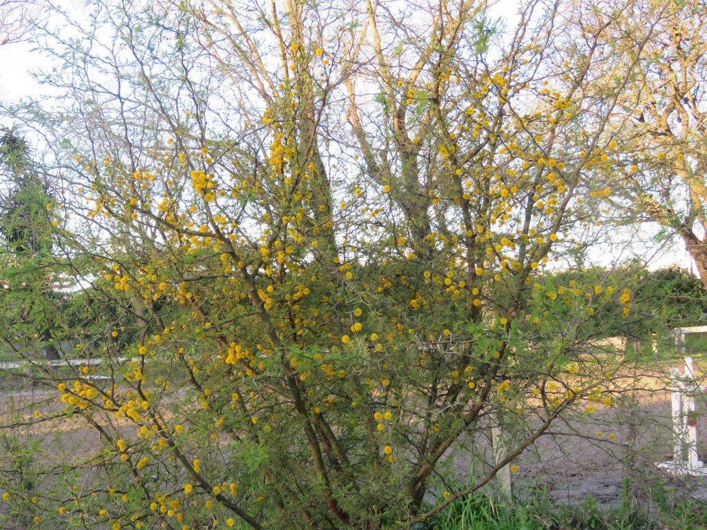 g_i_ramone's tweet photo. Otros arbolitos a prueba de todo son el espinillo (Acacia caven) foto 1 y el chañar (Geoffroea decorticans) foto 2, son un símbolos de la resistencia #taxojueves #fabacea https://t.co/ijqpENmIB1